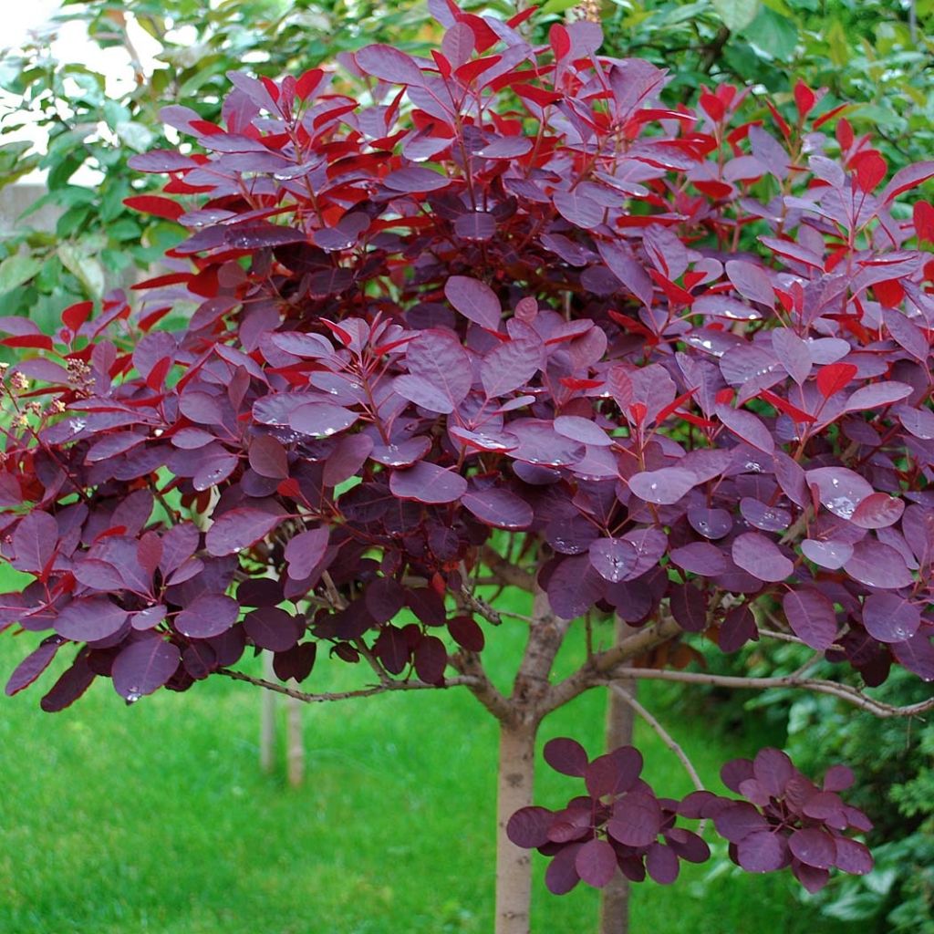 Cotinus coggygria Royal Purple - Smoke Bush