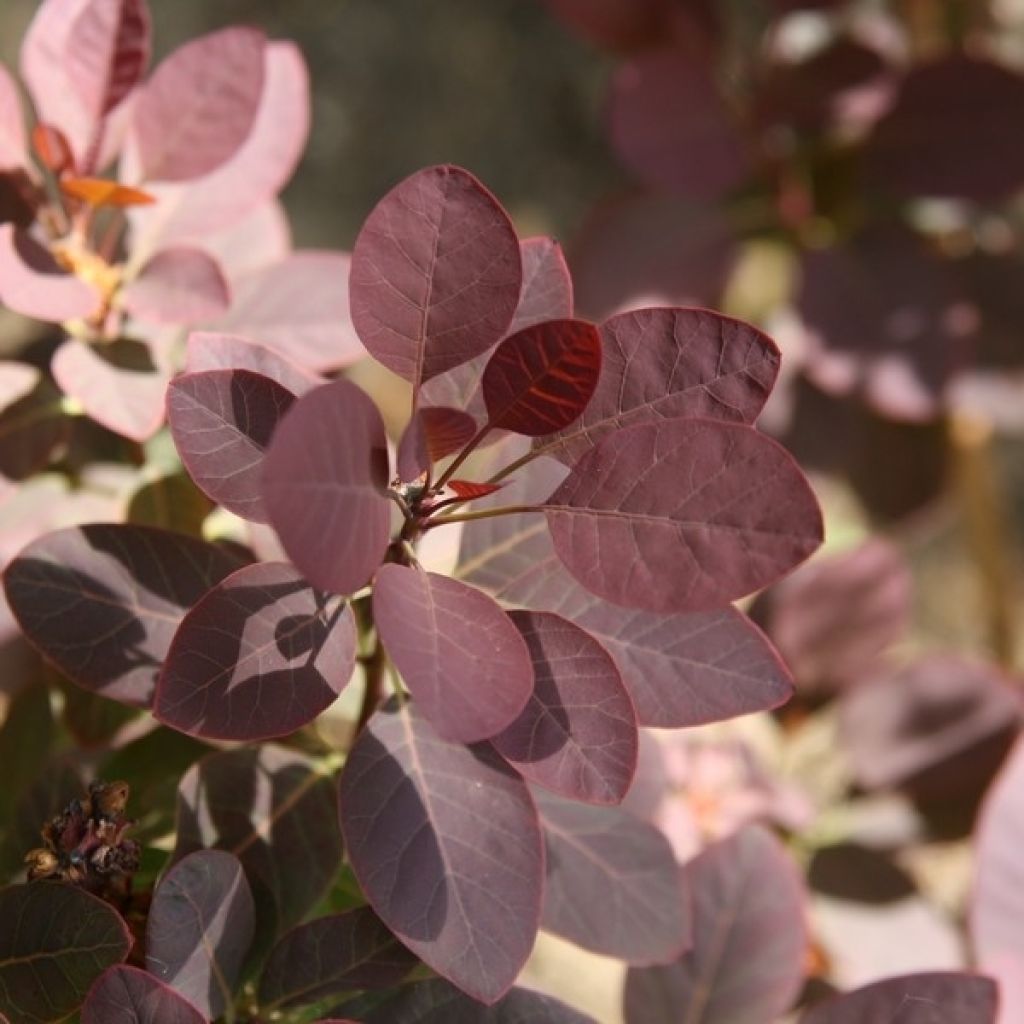 Cotinus coggygria Royal Purple - Smoke Bush