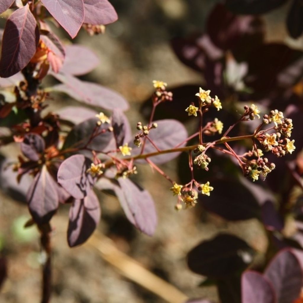 Cotinus coggygria Royal Purple - Smoke Bush