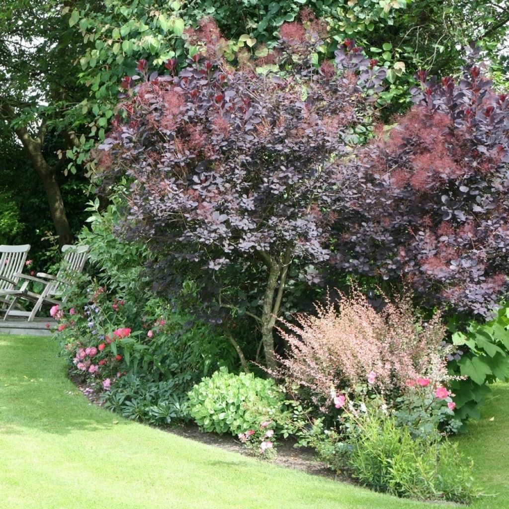 Cotinus coggygria Royal Purple - Smoke Bush