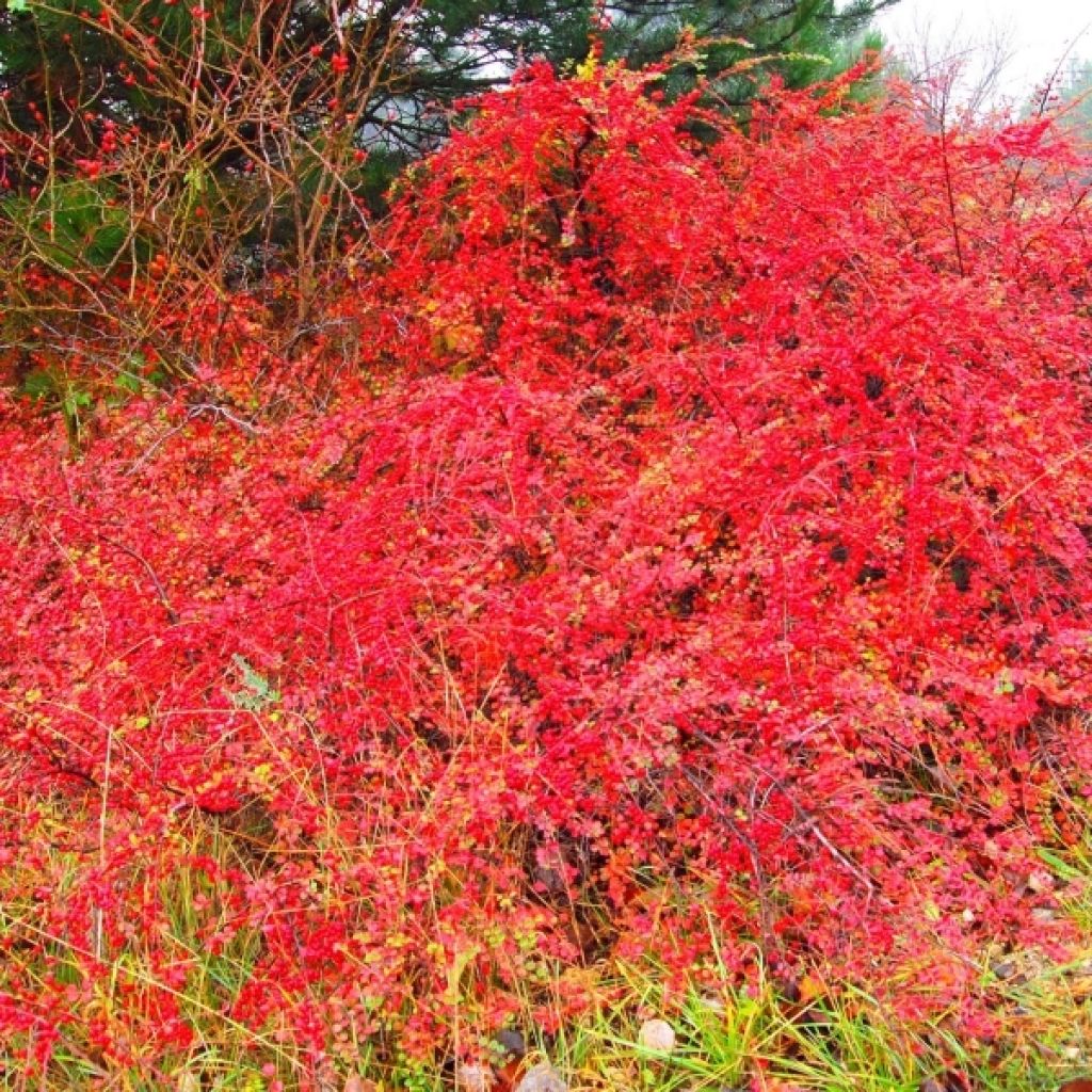 Cotoneaster horizontalis