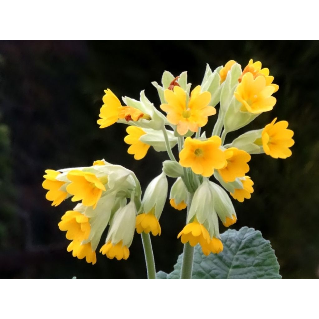 Primula veris - Cowslip