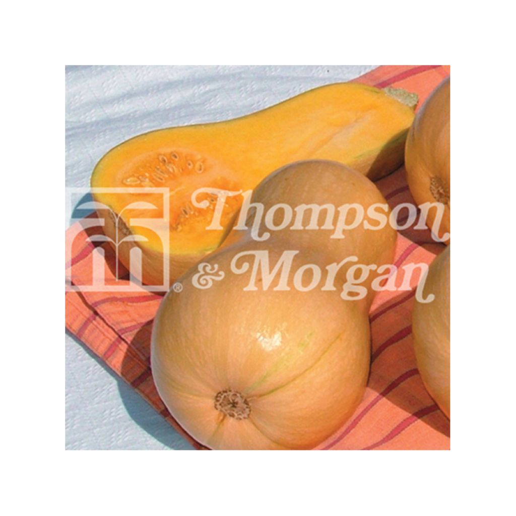 Squash Butternut Harrier F1 - Cucurbita moschata