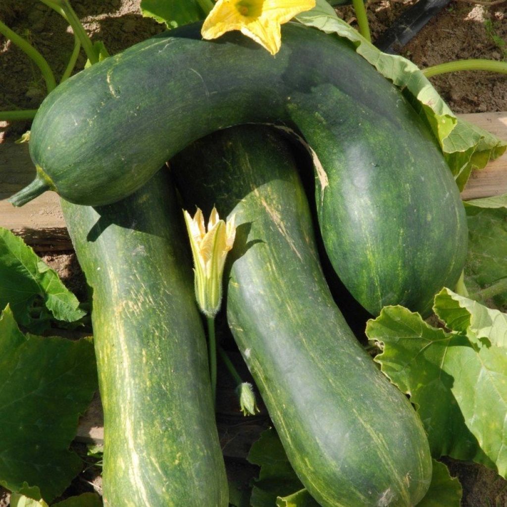 Cucurbita pepo Longue de Nice