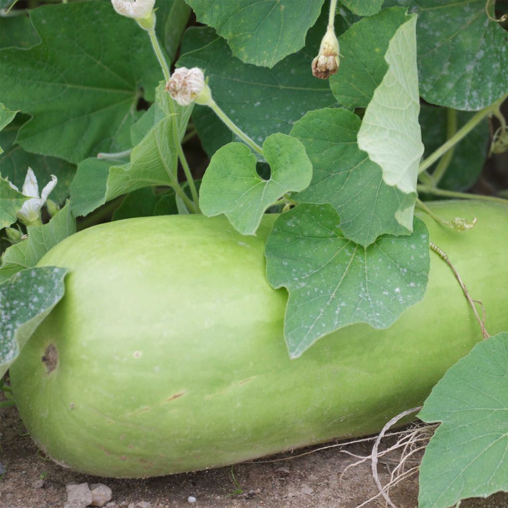Organic Club Calabash - Ferme de Sainte Marthe seeds