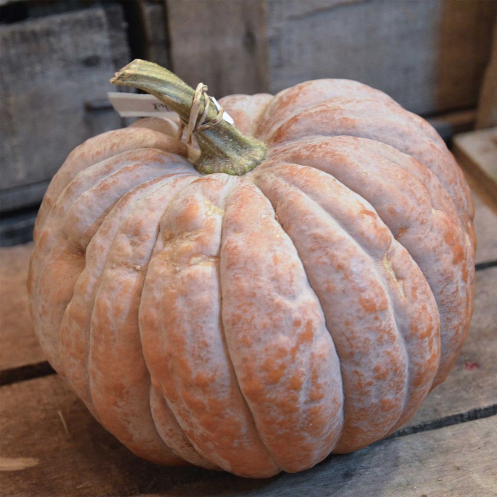 Squash Black Futsu - Ferme de Sainte Marthe Seeds