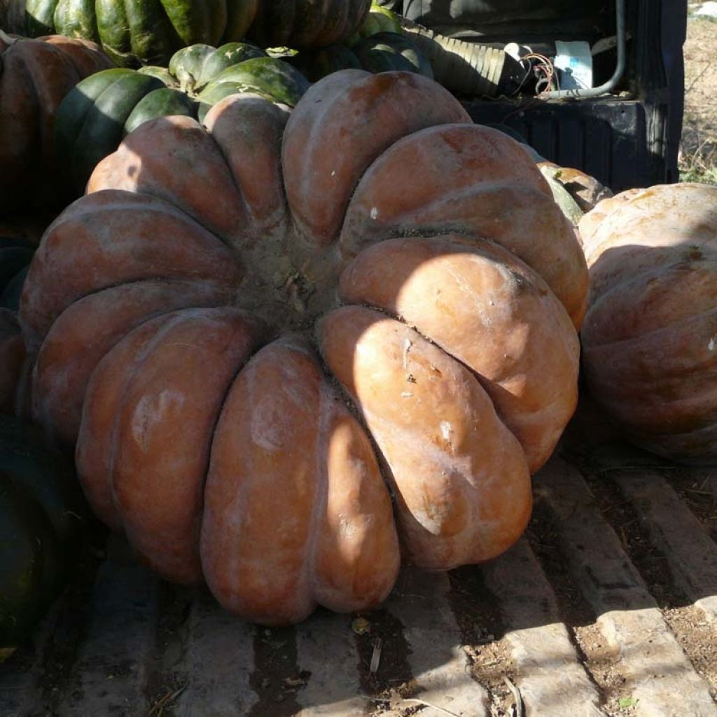 Squash Musquée d'hiver de Provence - Cucurbita moschata