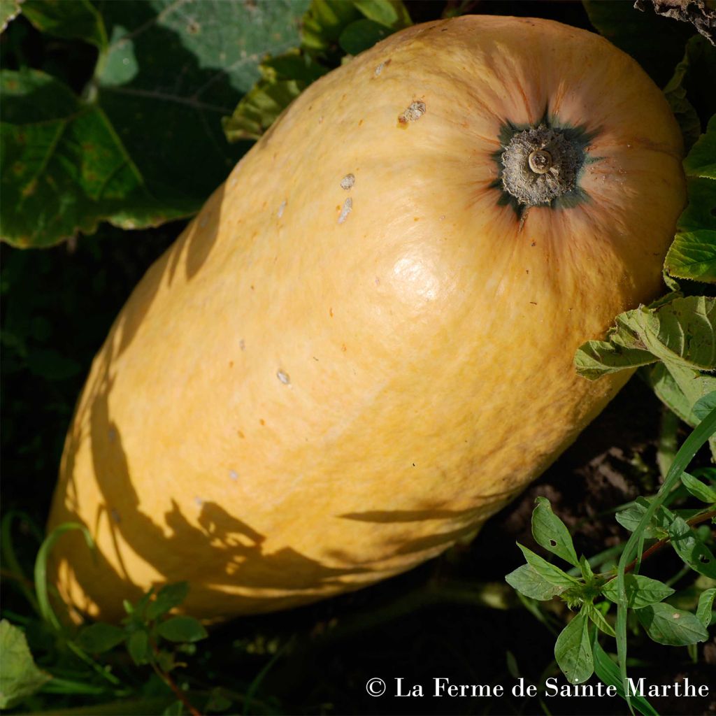 Organic Pink Jumbo Banana Pumpkin - Sainte Marthe Farm