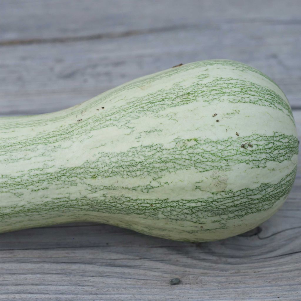 Organic Striped Cushaw Squash - Ferme de Sainte Marthe seeds - Cucurbita argyrosperma