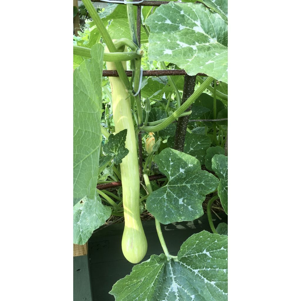 Squash Tromba d'Albenga - Cucurbita moschata