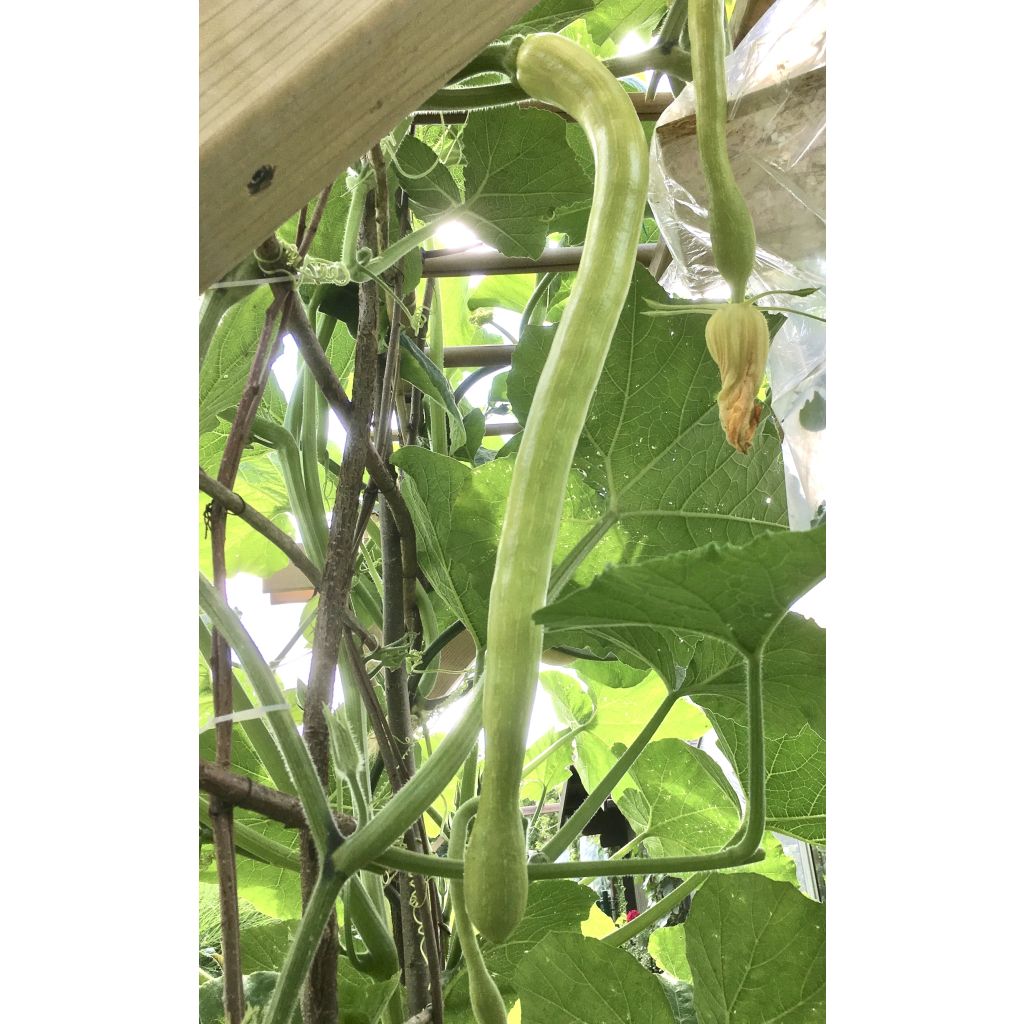 Squash Tromba d'Albenga - Cucurbita moschata