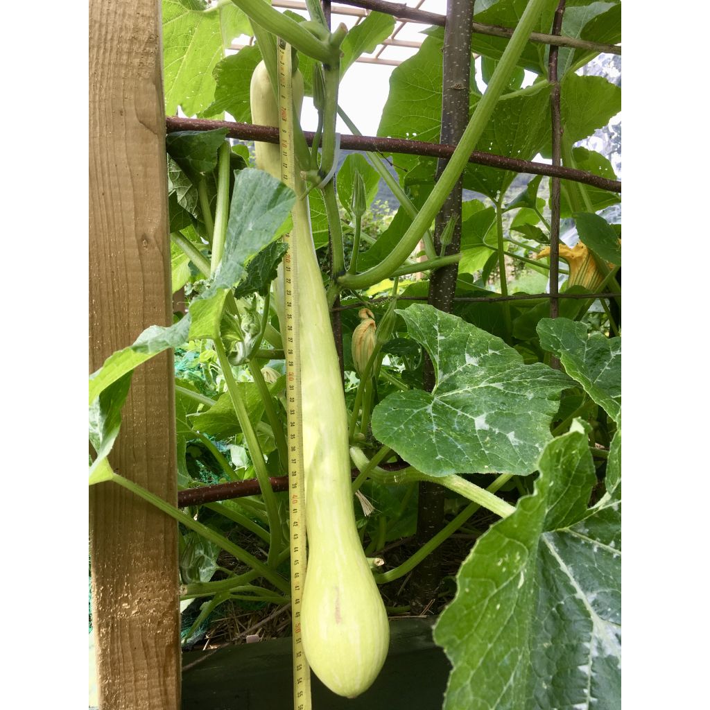 Squash Tromba d'Albenga - Cucurbita moschata