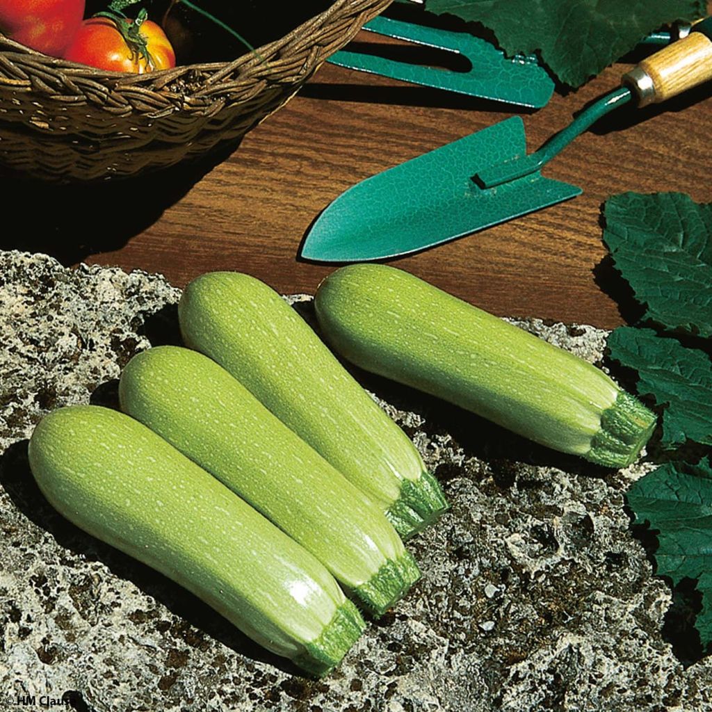 White Zucchini Lorea F1 plants - Cucurbita pepo