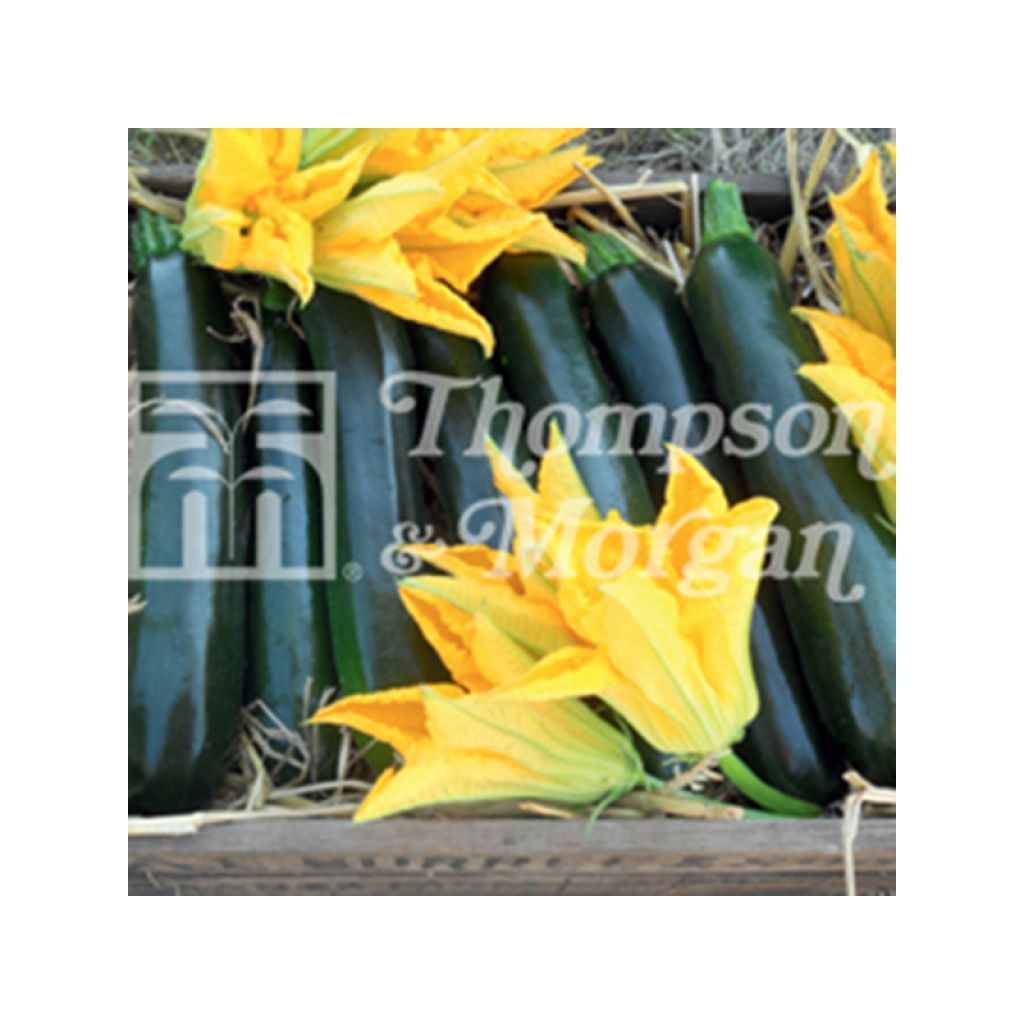 Zucchini British Summertime F1 - Cucurbita pepo