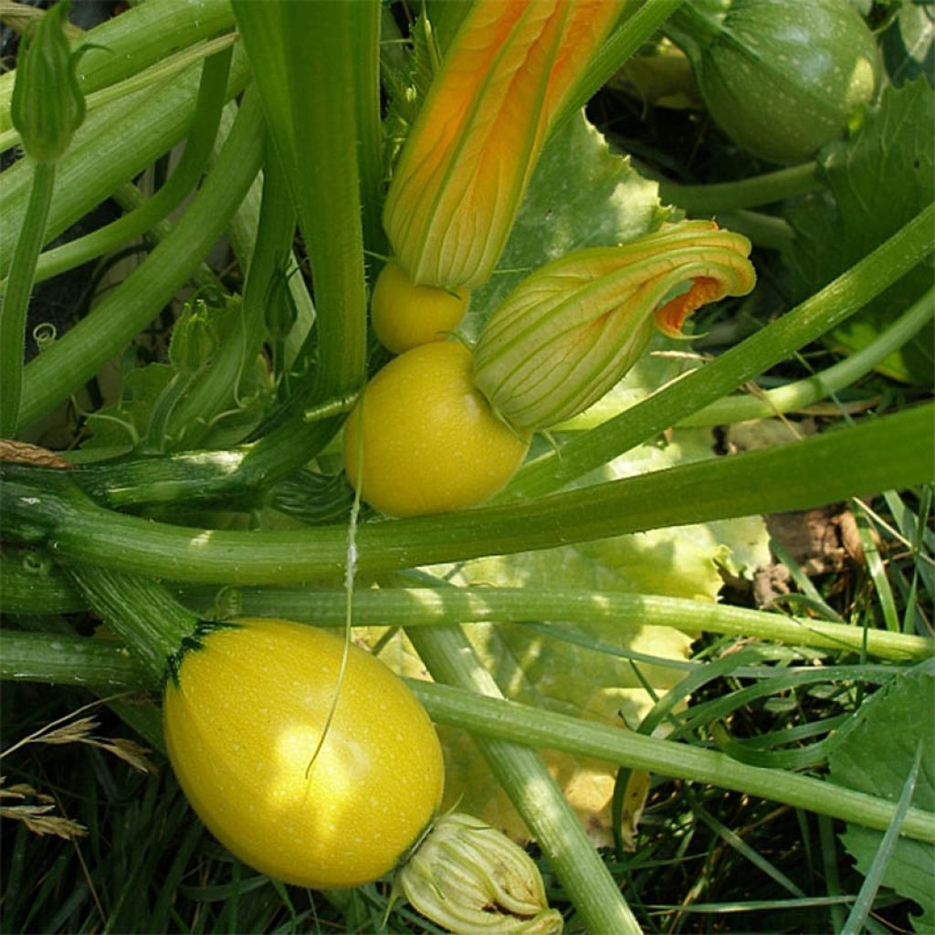 Zucchini Floridor F1 - Cucurbita pepo