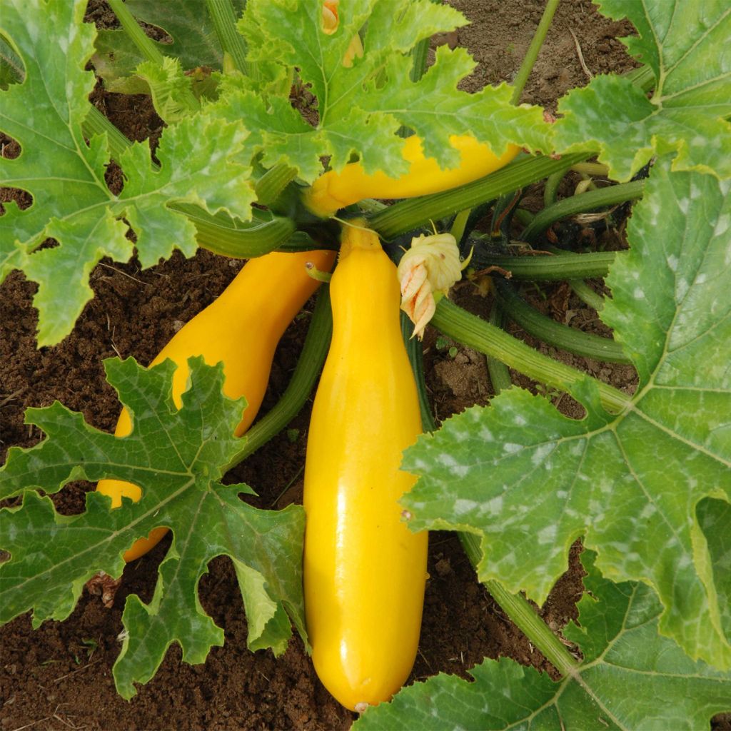 Yellow Courgette - Ferme de Sainte Marthe Seeds