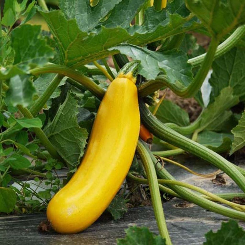 Yellow Courgette - Ferme de Sainte Marthe Seeds