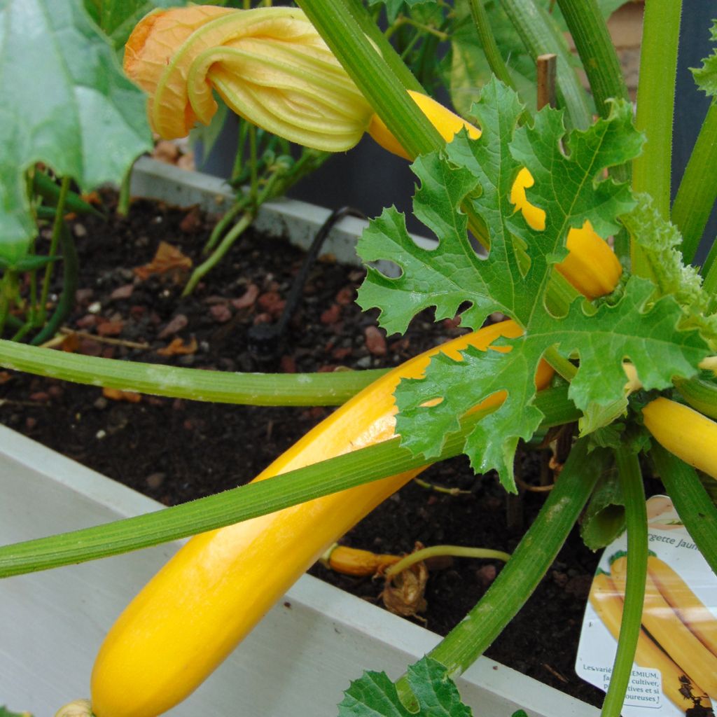 Courgette jaune Orelia F1 en plants