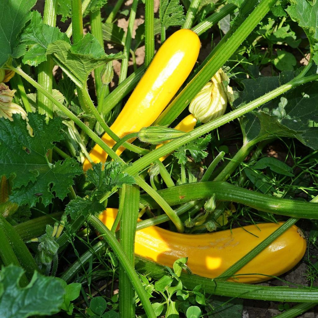 Zucchini Sebring F1 plants - Cucurbita pepo