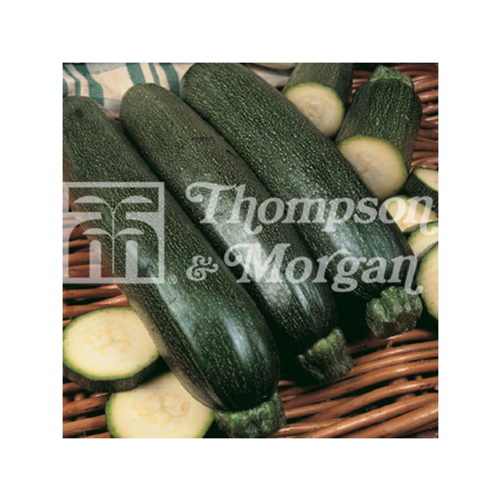 Zucchini Midnight F1 - Cucurbita pepo