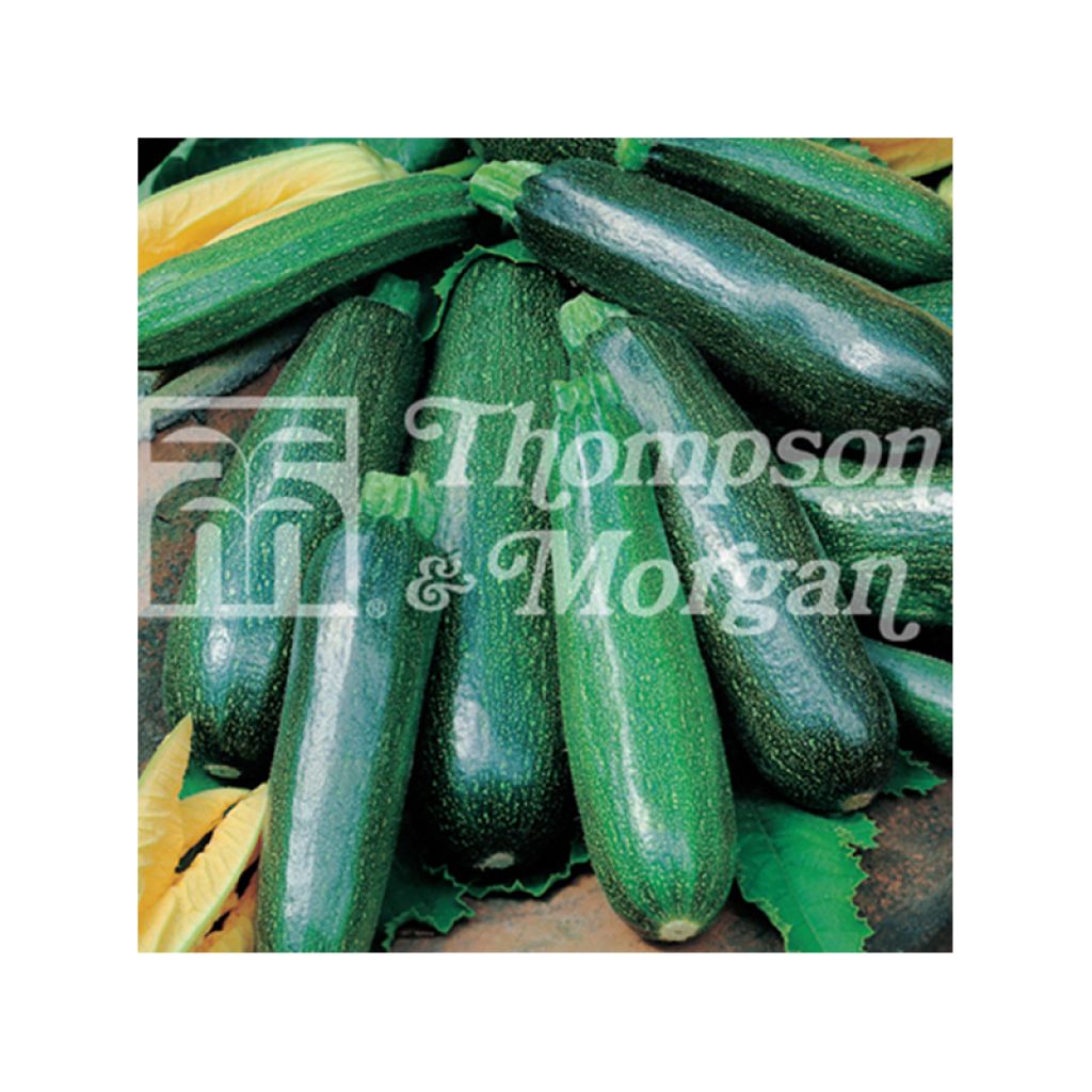 Zucchini Nano Verde di Milano - Cucurbita pepo