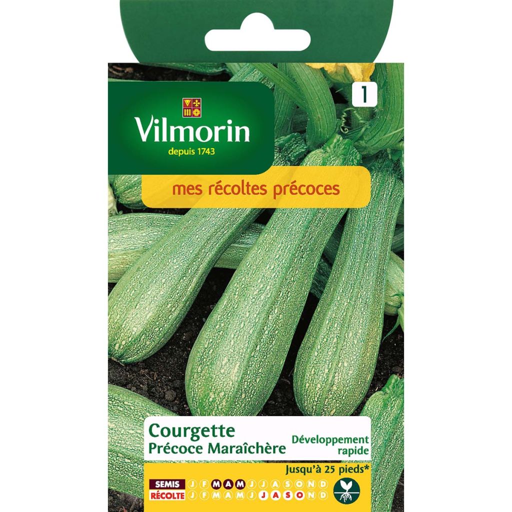 Zucchini - Cucurbita pepo