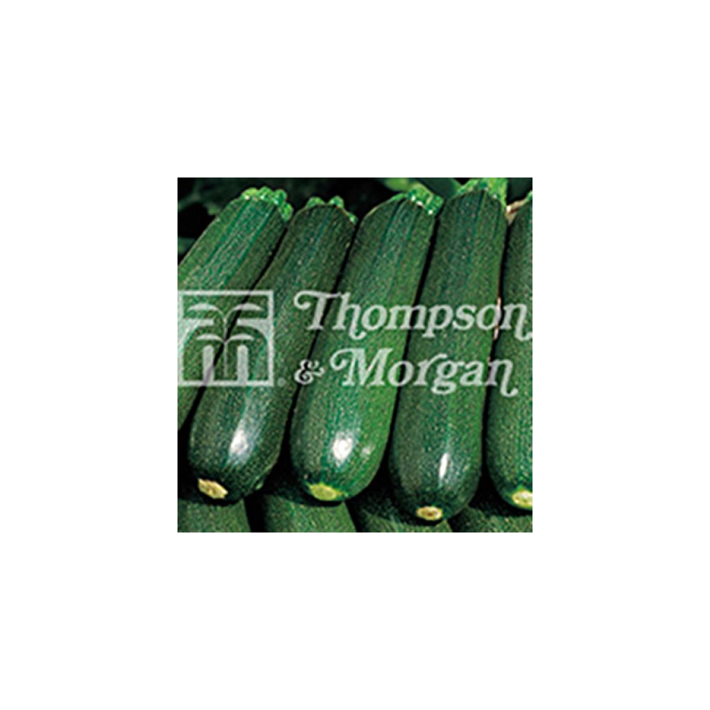 Zucchini Venus F1 - Cucurbita pepo