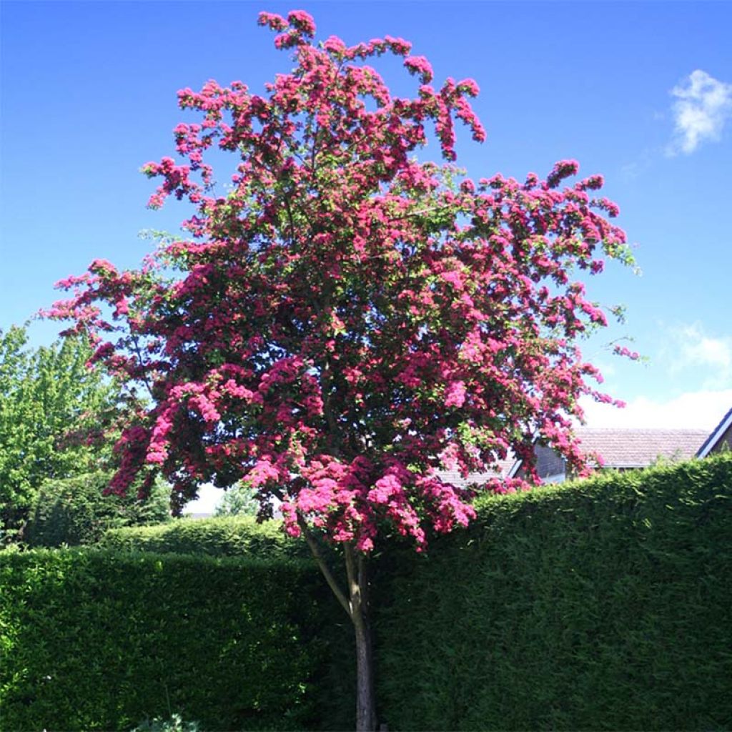 Crataegus laevigata Pauls Scarlet - Hawthorn