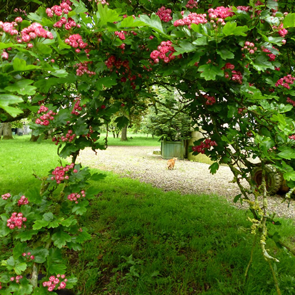 Crataegus laevigata Pauls Scarlet - Hawthorn