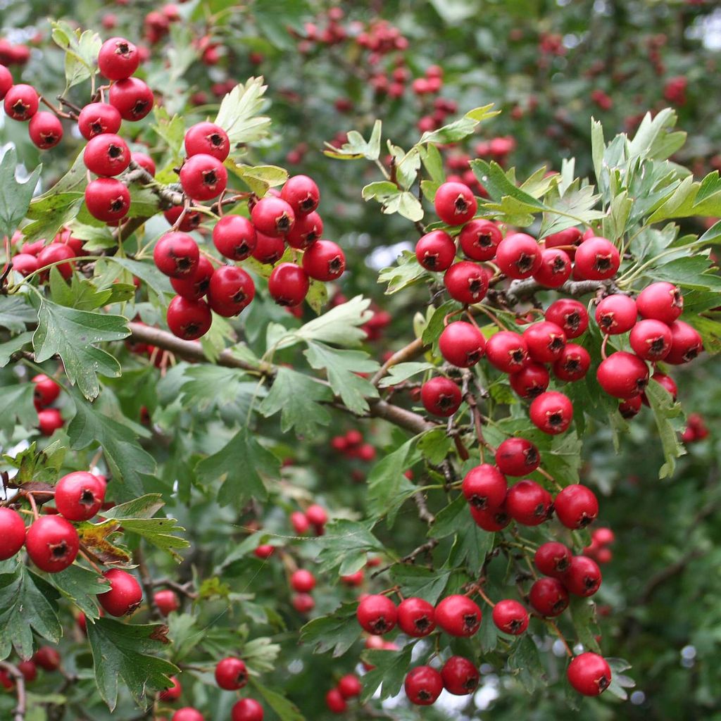 Crataegus monogyna - Hawthorn