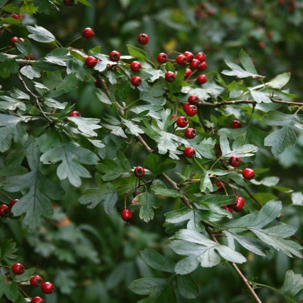 Crataegus monogyna - Hawthorn