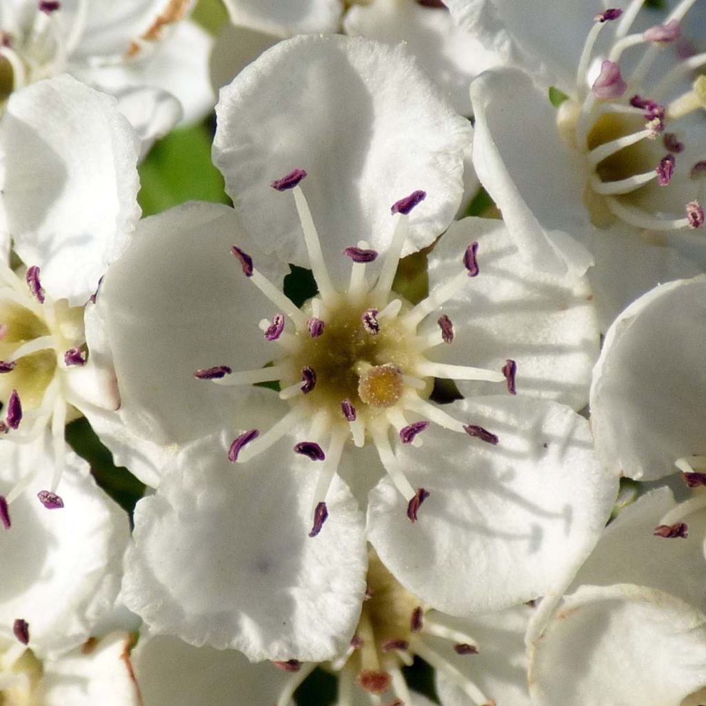 Crataegus monogyna - Hawthorn