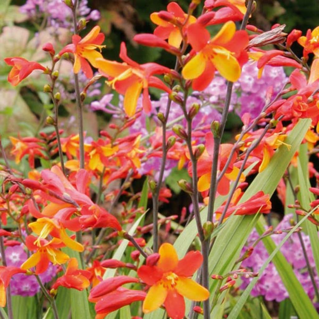 Crocosmia ou montbretia Fire King