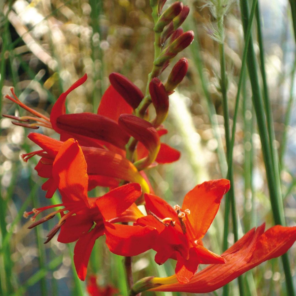 Crocosmia Lucifer - Montbretia