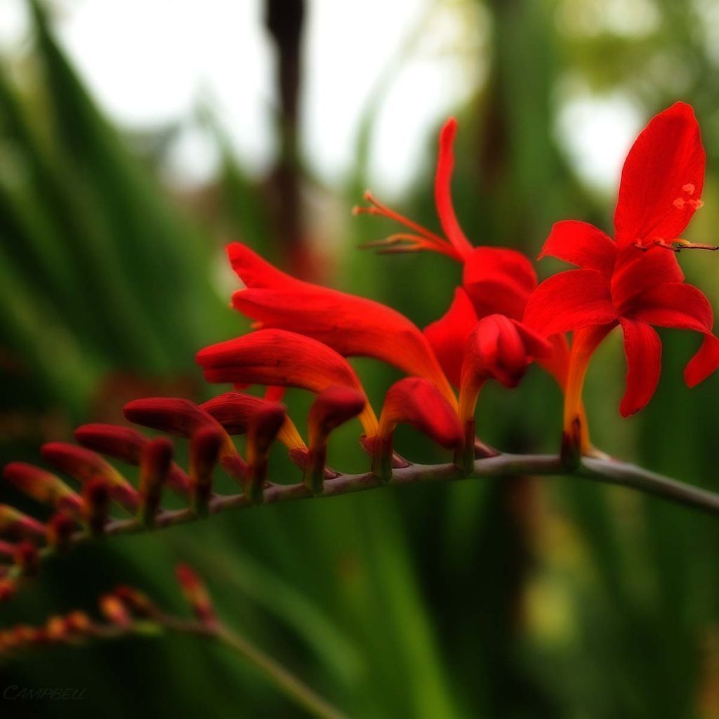 Crocosmia Lucifer - Montbretia