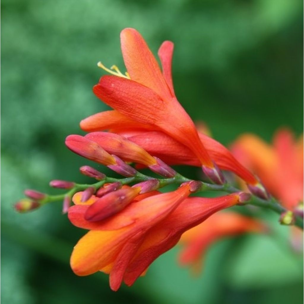 Crocosmia Lucifer - Montbretia