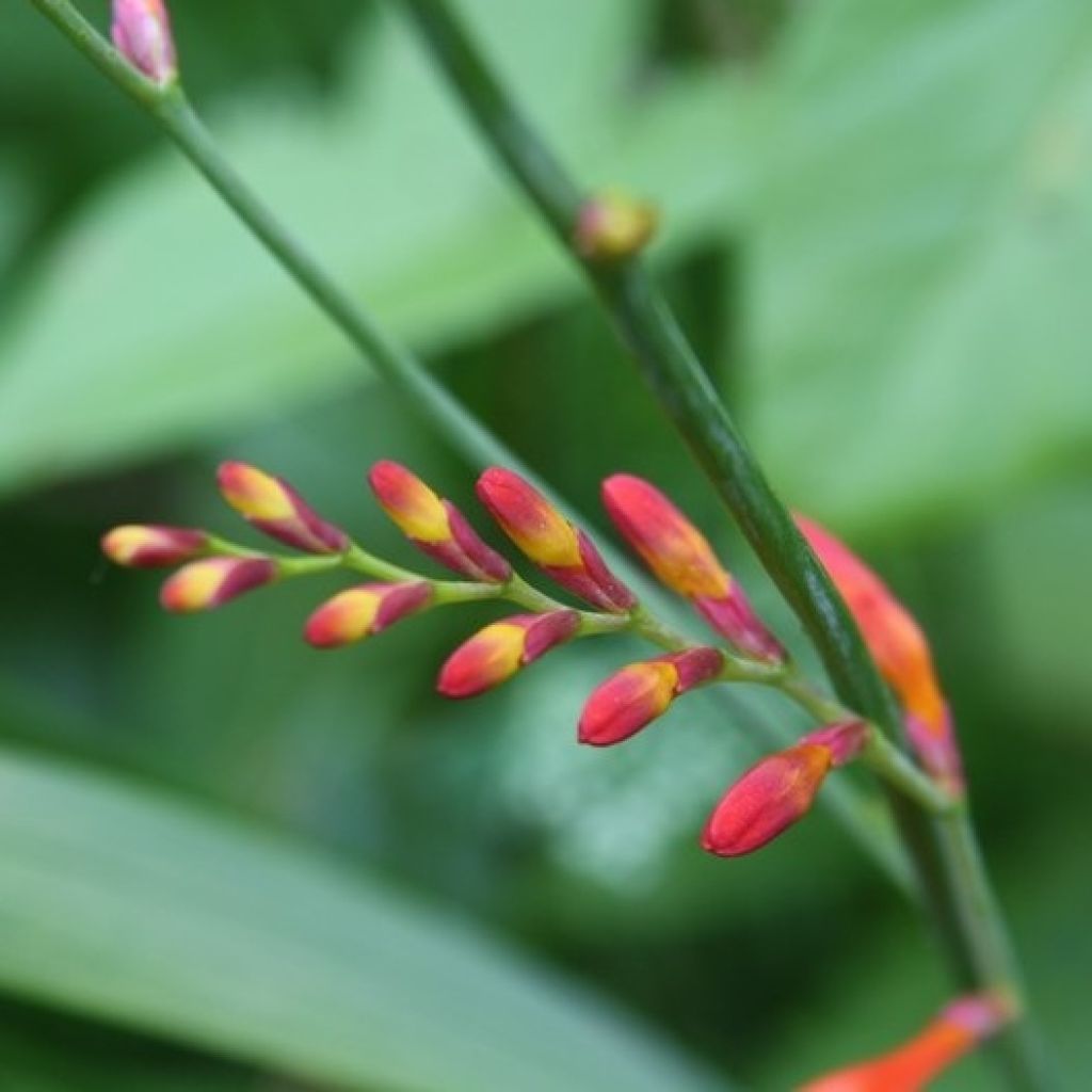 Crocosmia Lucifer - Montbretia