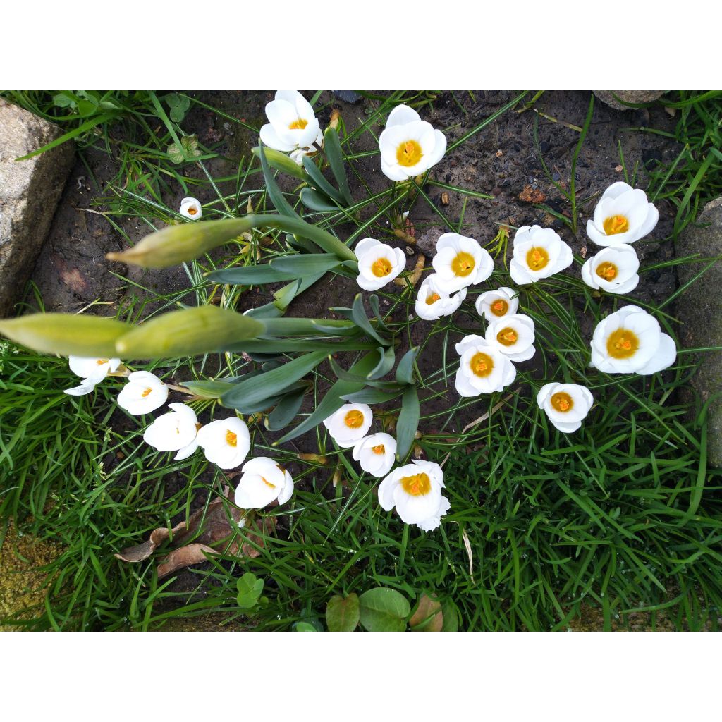 Crocus chrysanthus Snow Bunting