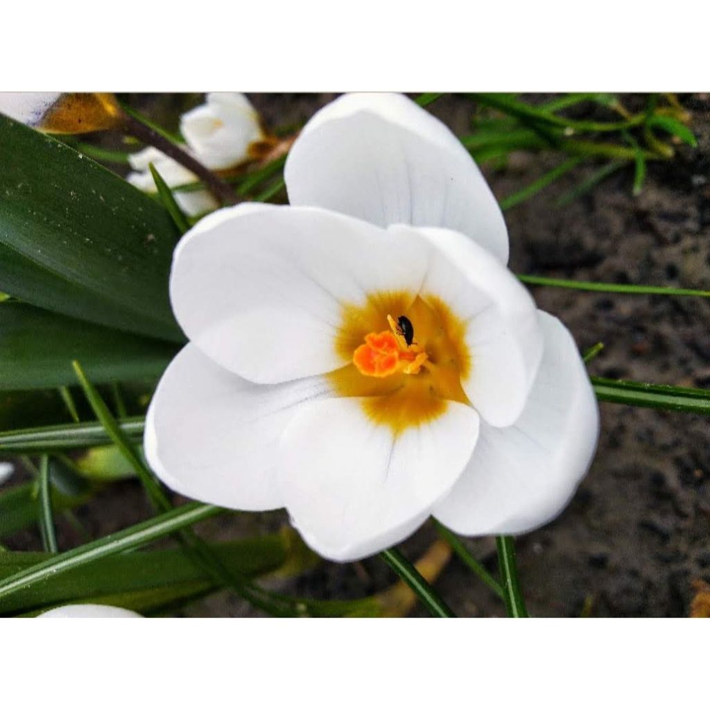 Crocus chrysanthus Snow Bunting