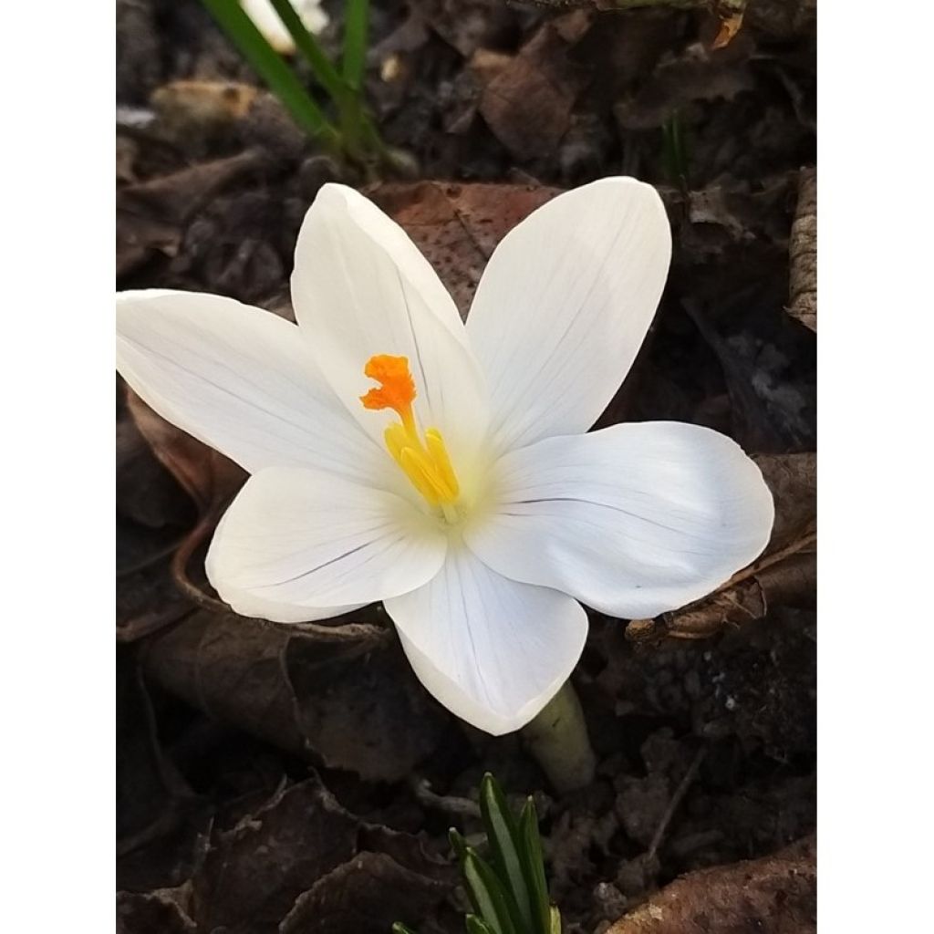 Crocus vernus Jeanne dArc