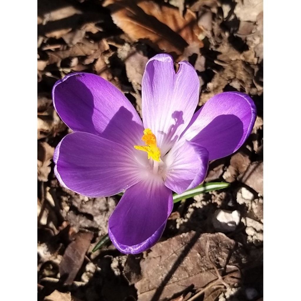 Crocus vernus Remembrance