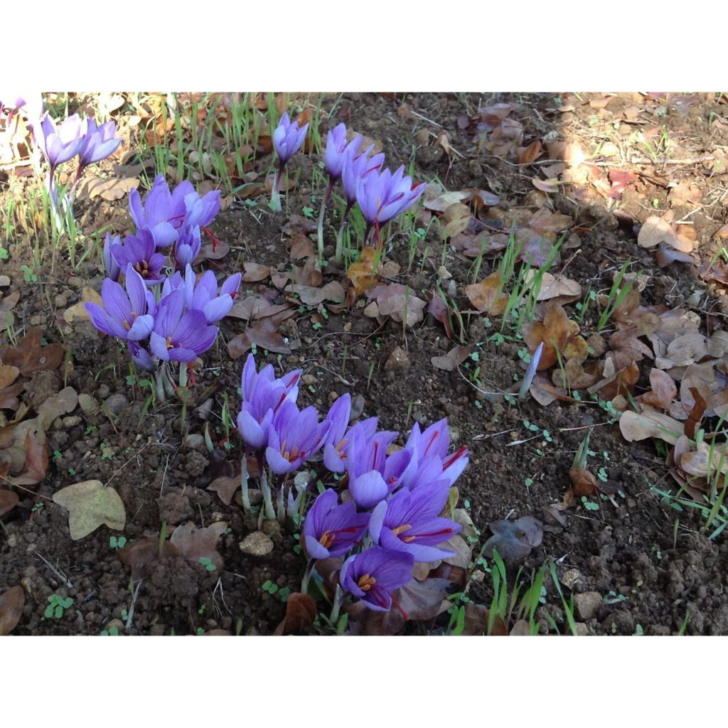 Crocus sativus - Saffron