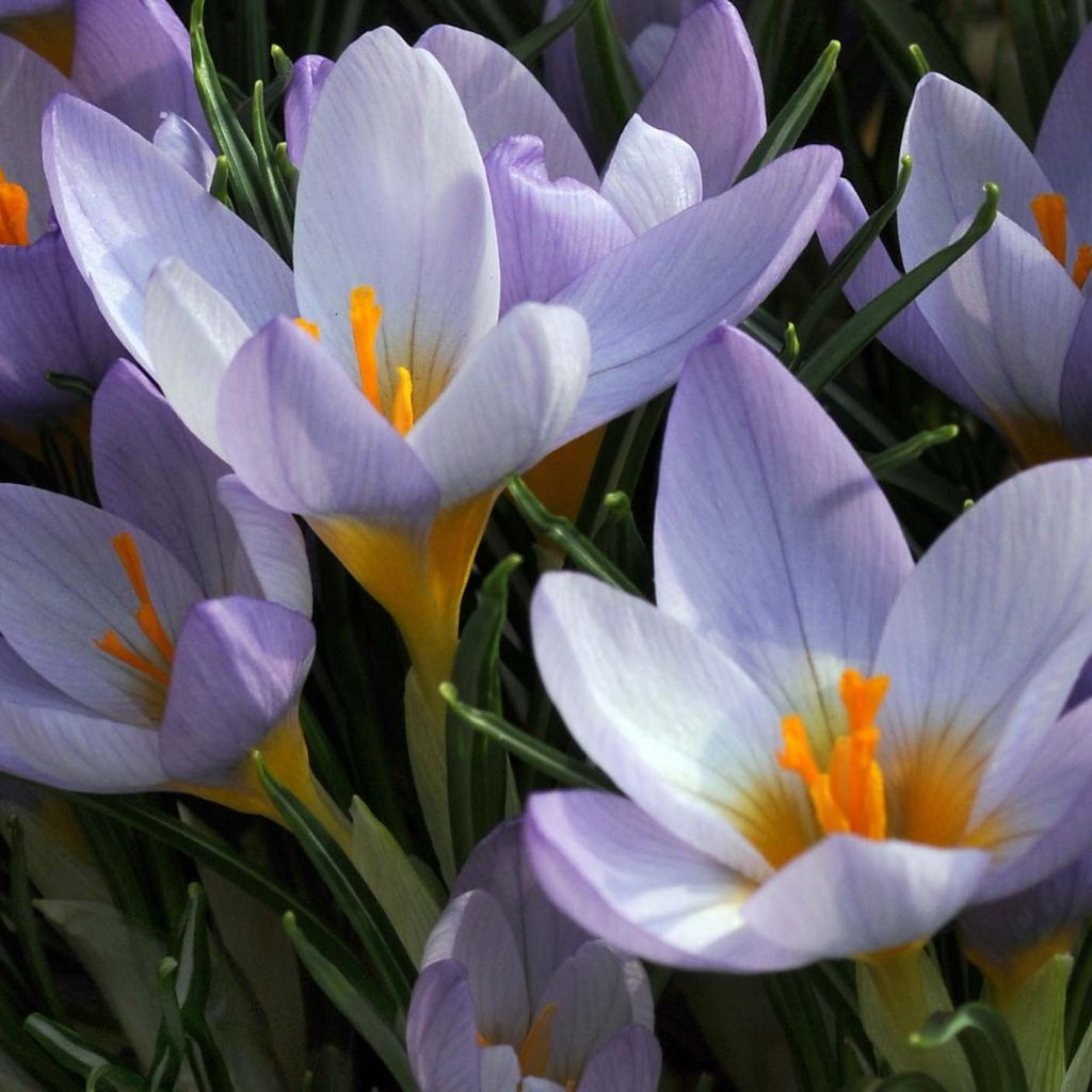 Crocus sieberi Firefly