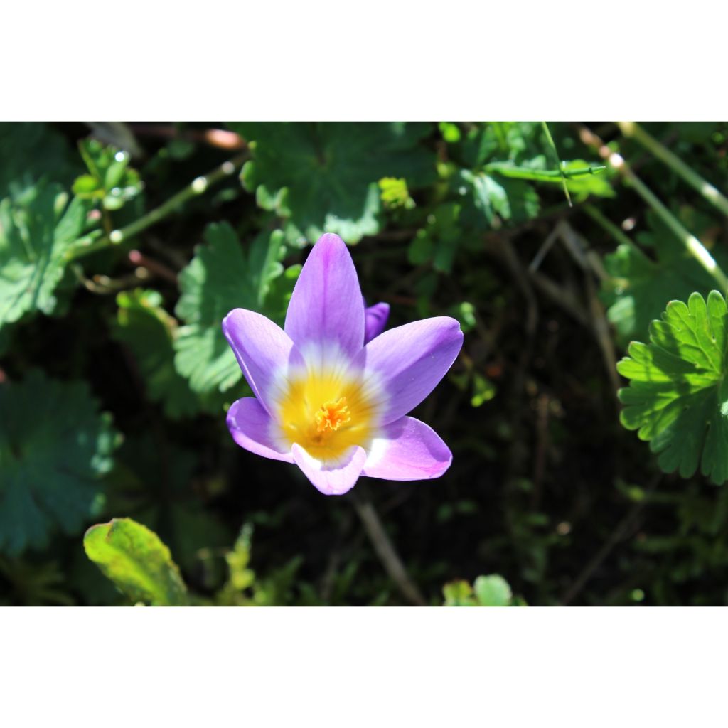 Crocus sieberi Tricolor