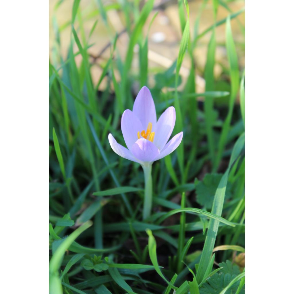 Crocus tommasinianus Barrs Purple - Early Crocus