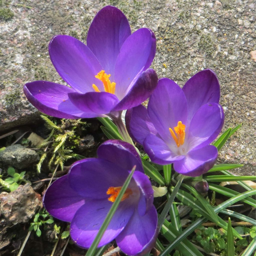 Crocus tommasinianus Ruby Giant - Early Crocus