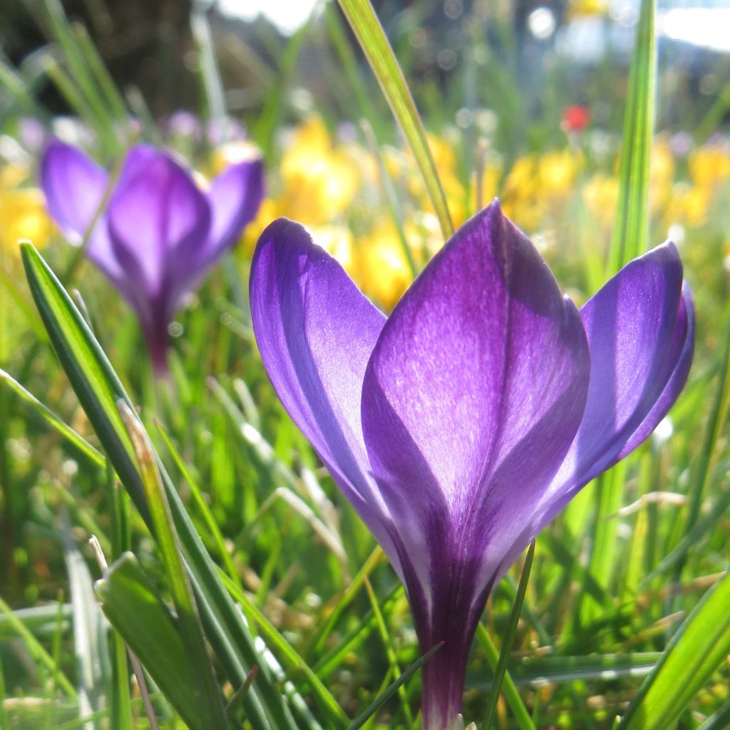 Crocus tommasinianus Ruby Giant - Early Crocus