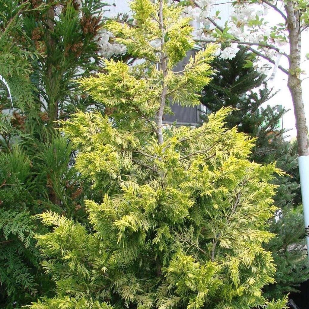 Cupressocyparis leylandii Gold Rider