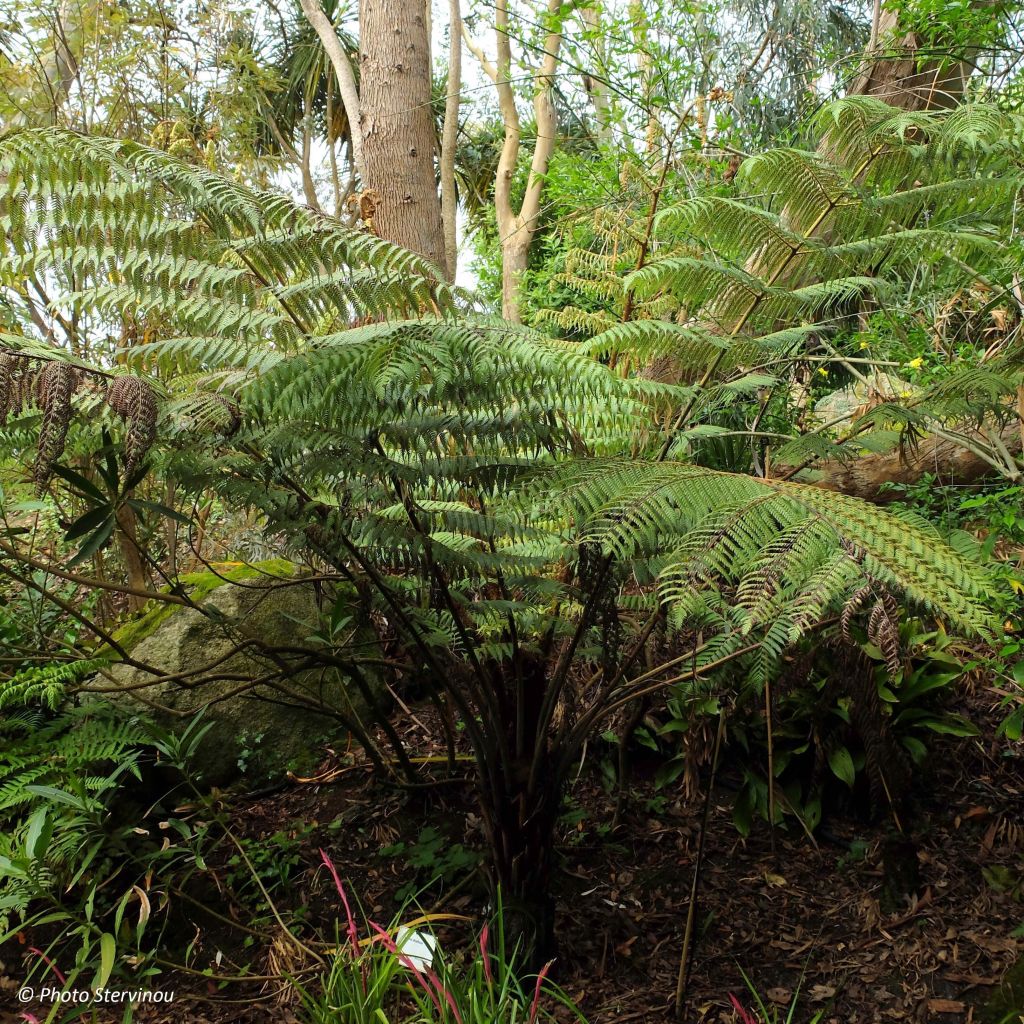 Cyathea dealbata - Silver Tree Fern