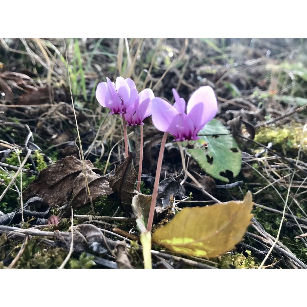 Pink Naples Cyclamen